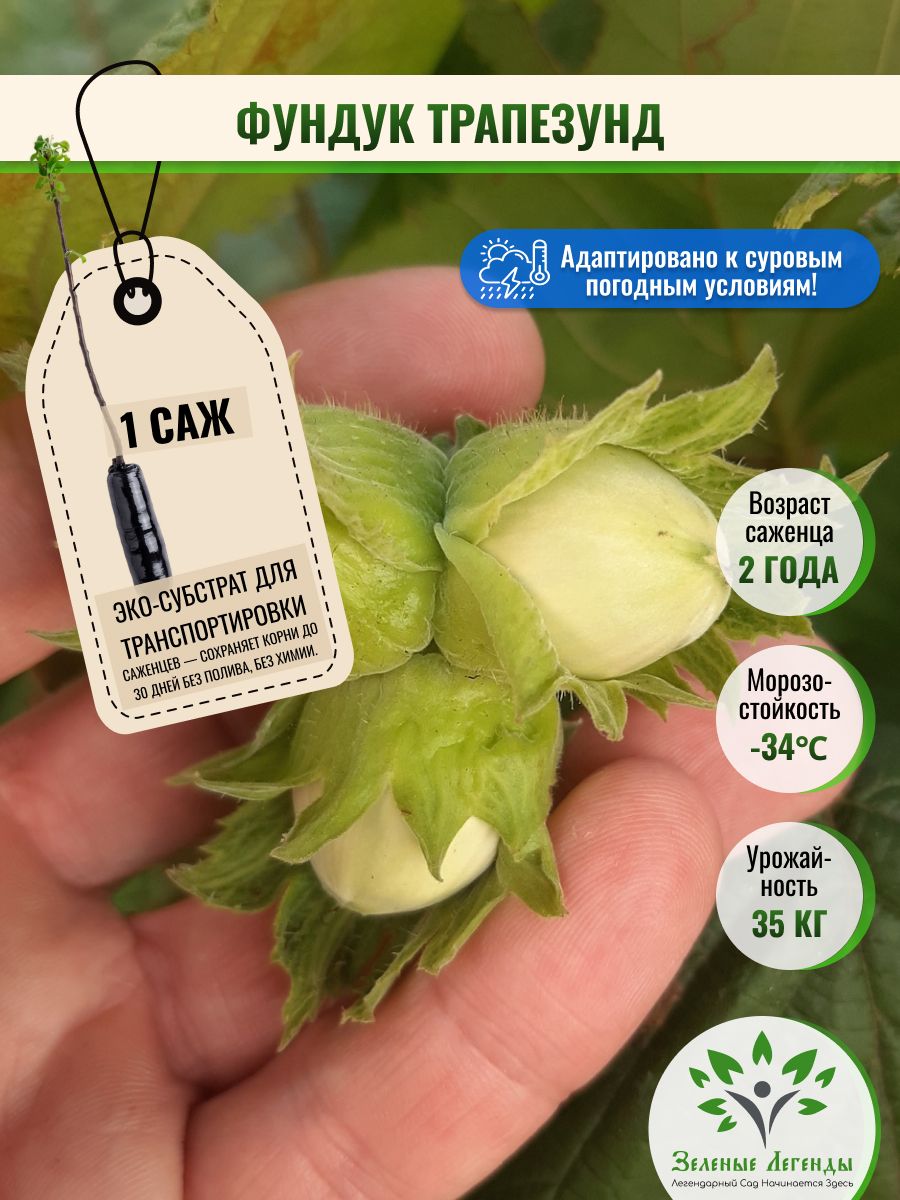 Фундук саженец Трапезунд