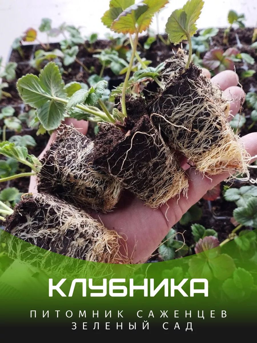 Саженцы клубники Сенсация 6 шт