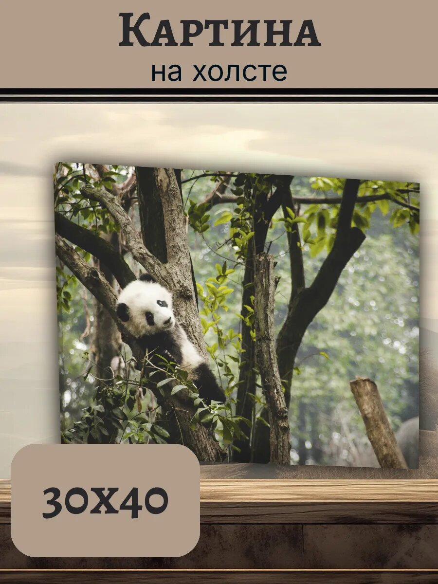Картина Постер Китай China 30x40 панда