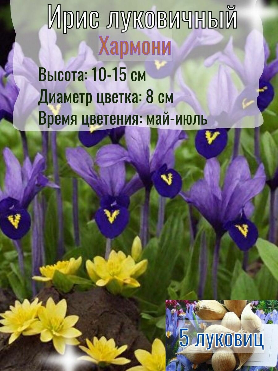 Ирис луковичный, многолетний 5 штук