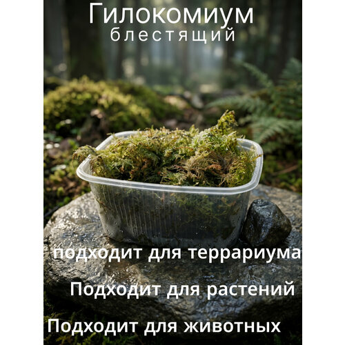 фото Мох гилокомиум блестящий, свежий лесной, для флорариумов и террариумов
