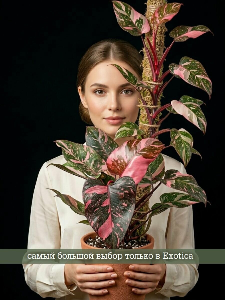 Филодендрон Пинк Принцесс Марбл (Philodendron Pink Princess Marble
