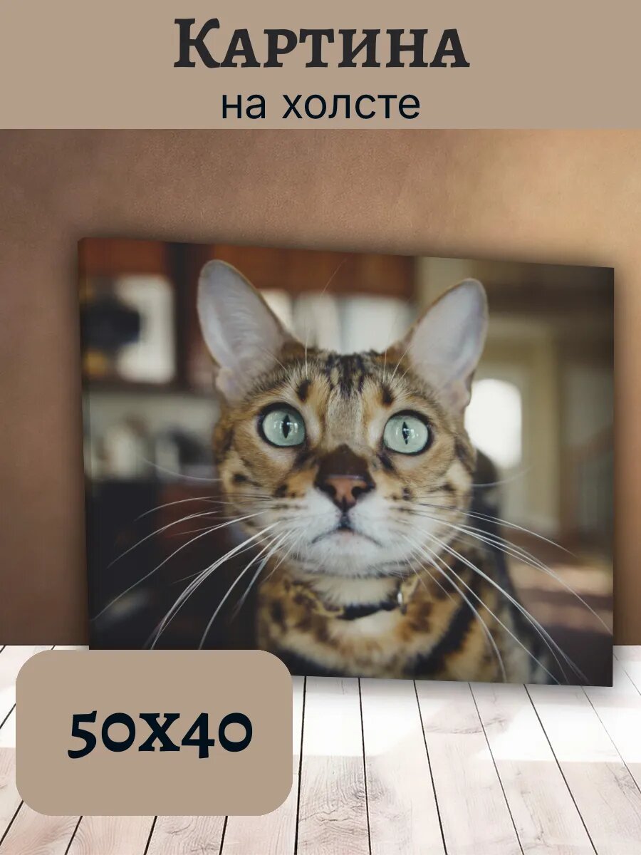 Картина Кот Кошка Cat 40x50 бенгальская порода