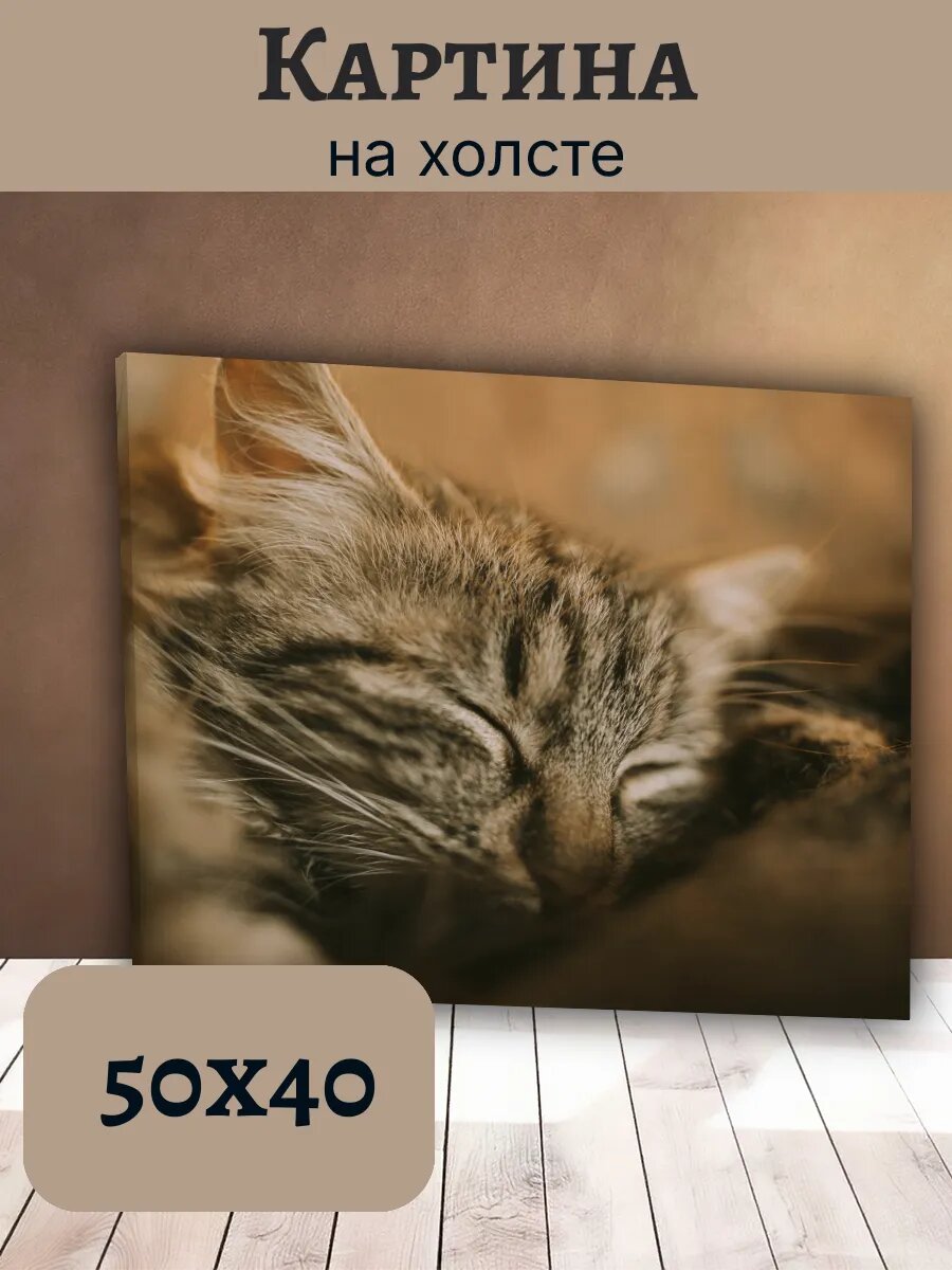 Картина Кот Кошка Cat 40x50 спящий полосатый котенок