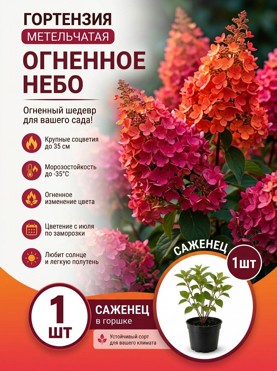 Гортензия метельчатая Огненное небо