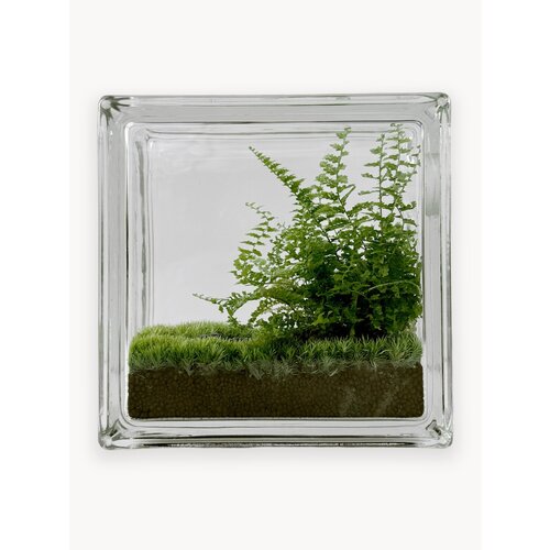 фото Флорариум стеклянный / экосистемы heis / стеклоблок с папоротником / window №2