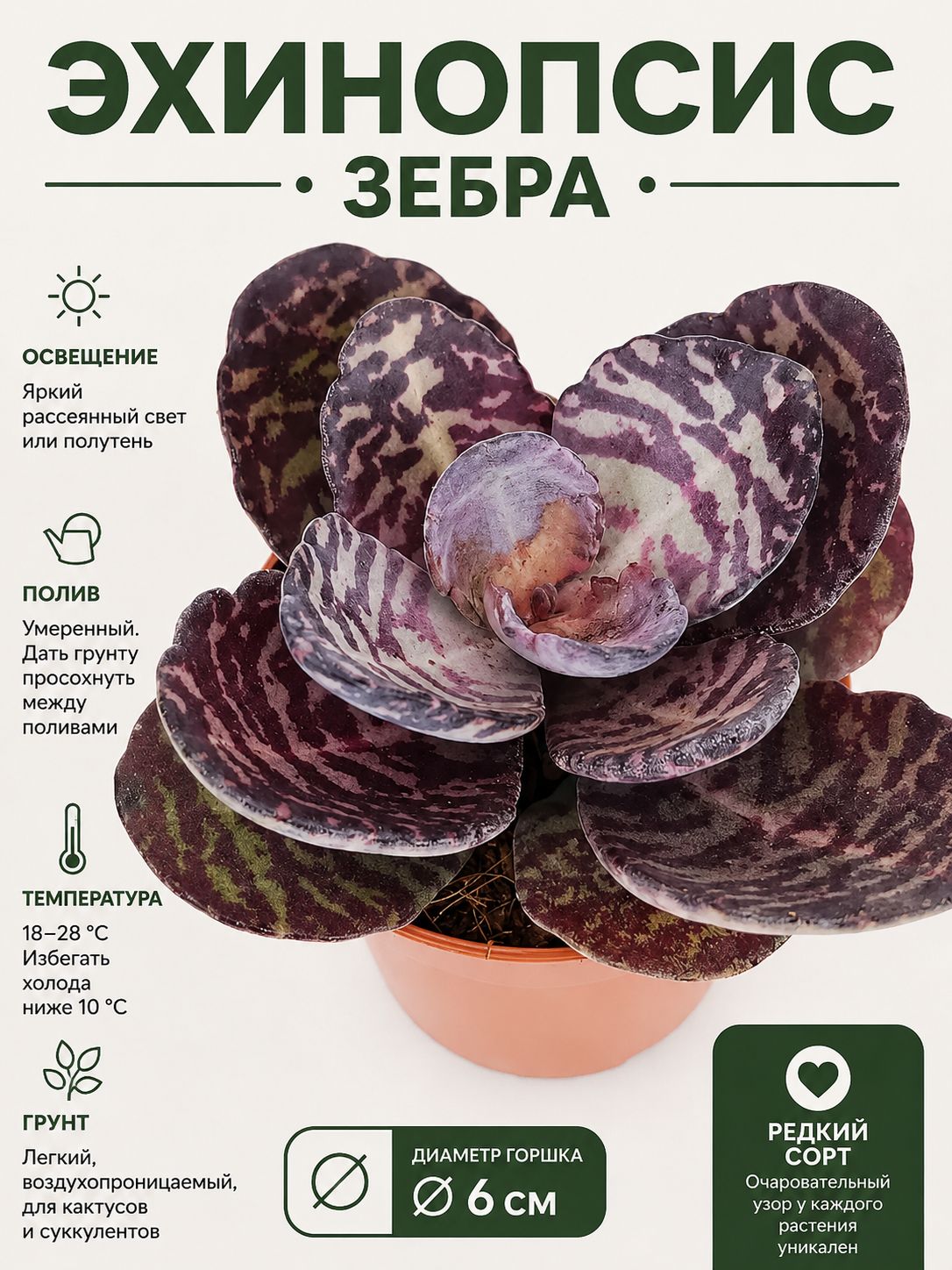 Каланхоэ Хумилис или Зебра (Kalanchoe Humilis), суккулент живой, D-5 и открытка