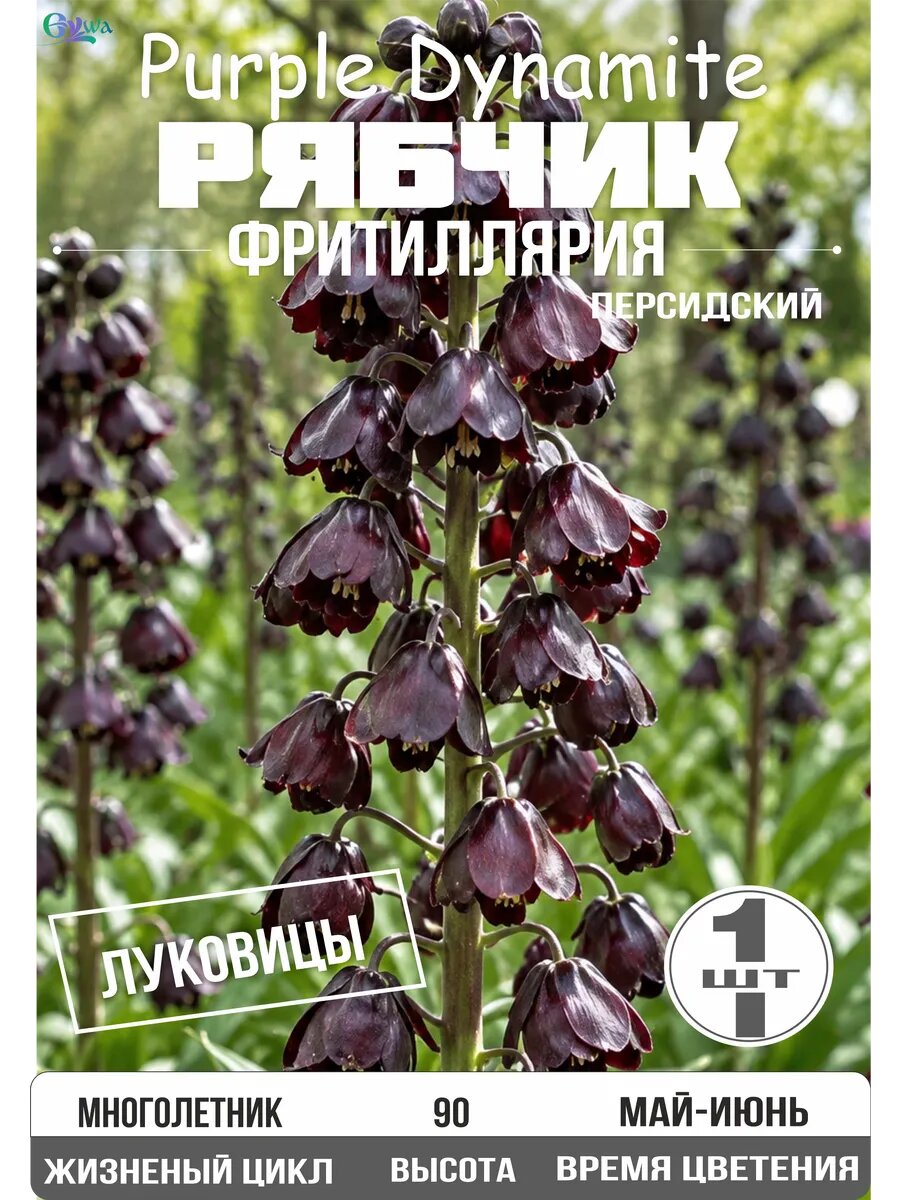 Рябчик персидский Пурпл Динамит, луковицы 1 шт.