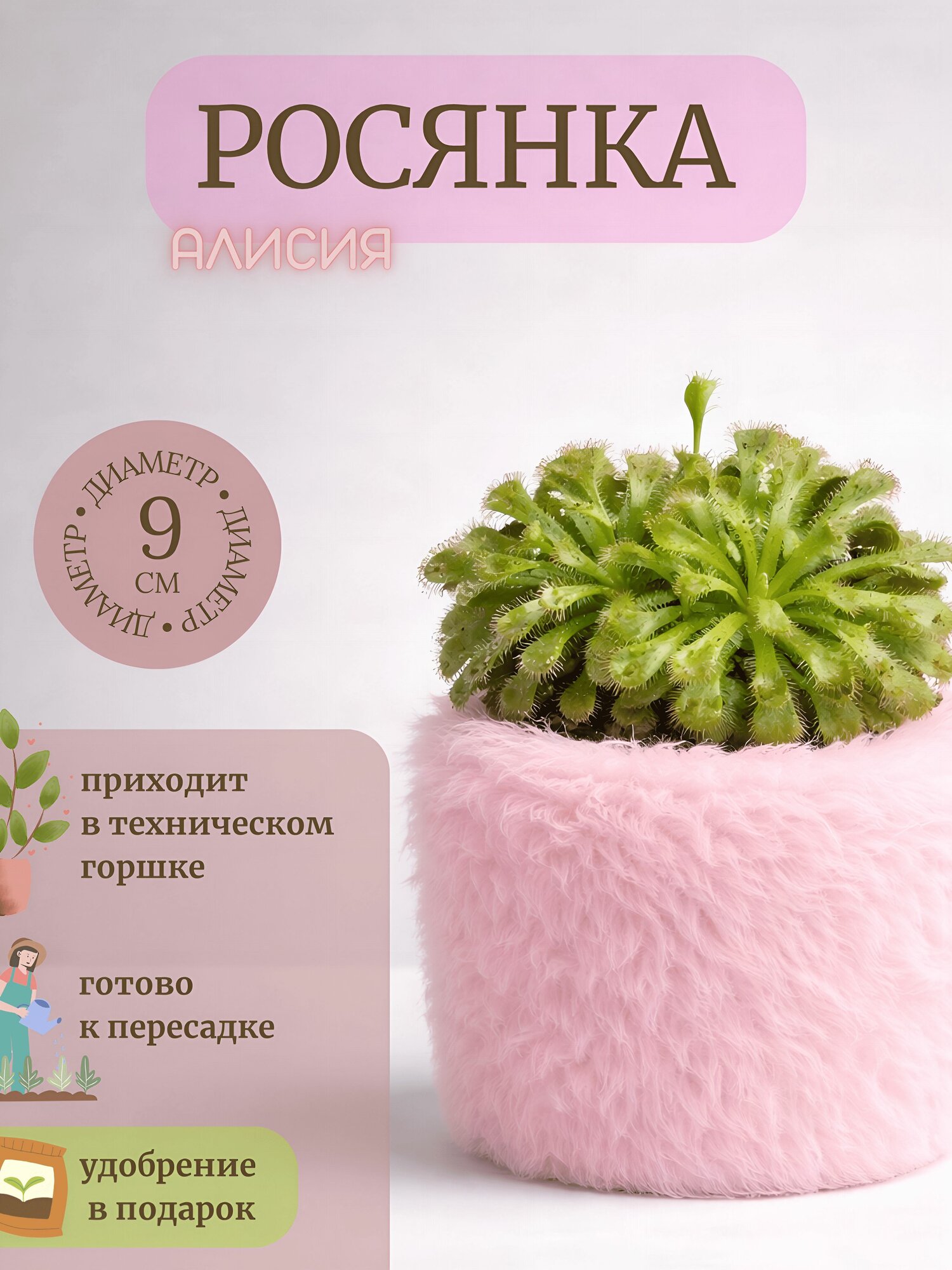 Росянка Алисия живое комнатное хищное растение в горшке мухоловка