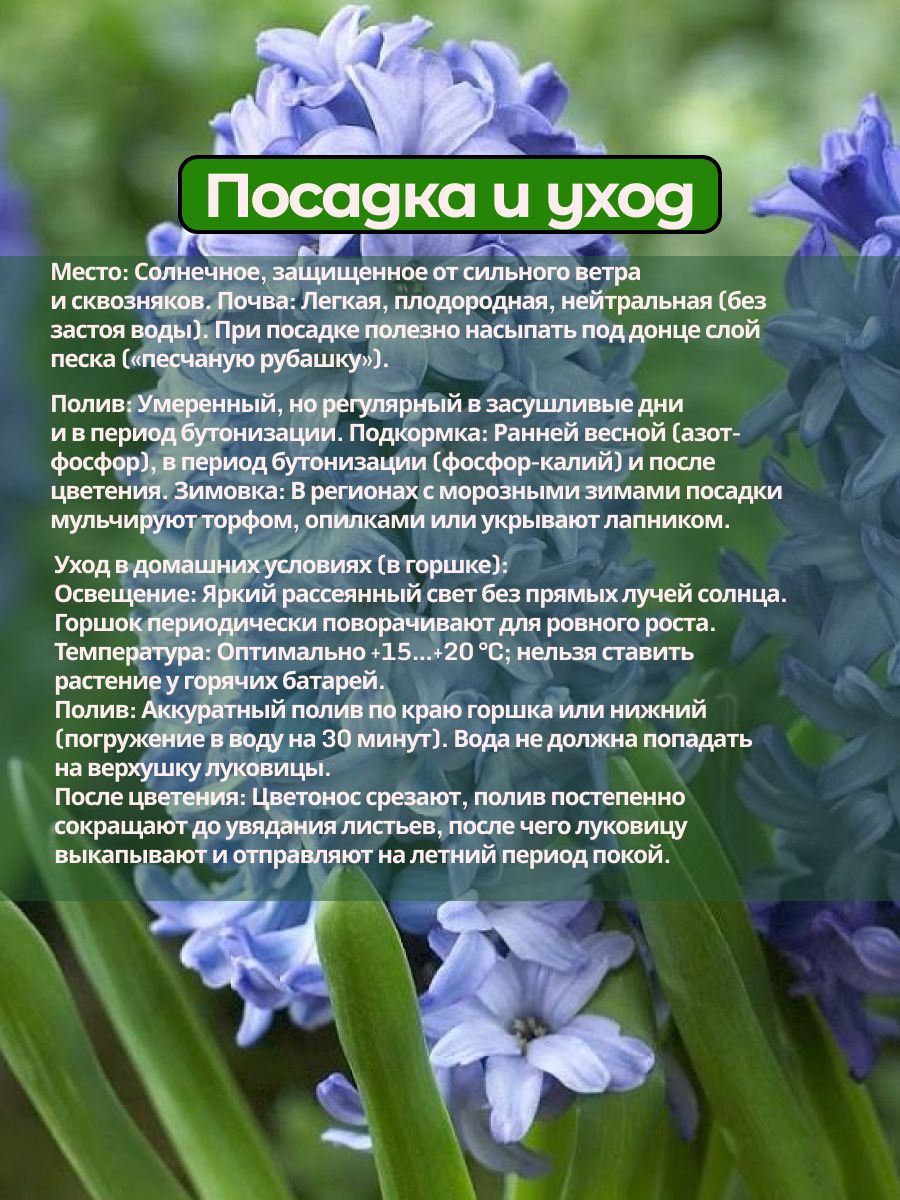 Луковицы Гиацинта Аква 1 шт — фото 1