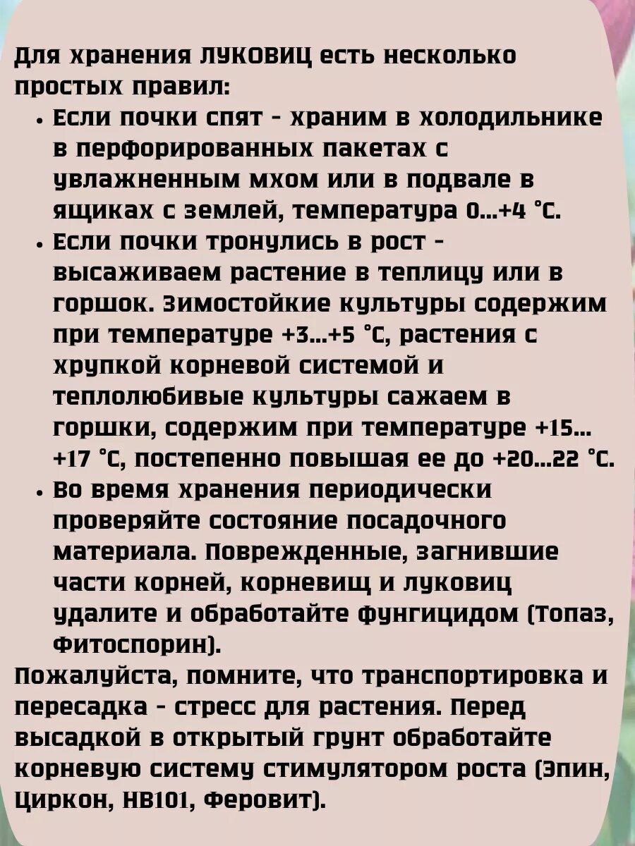 Луковицы тюльпана триумф махрового — фото 1