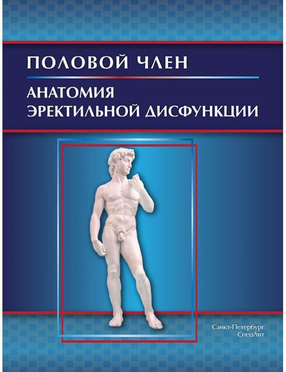 Половой член. Анатомия эректильной дисфункции