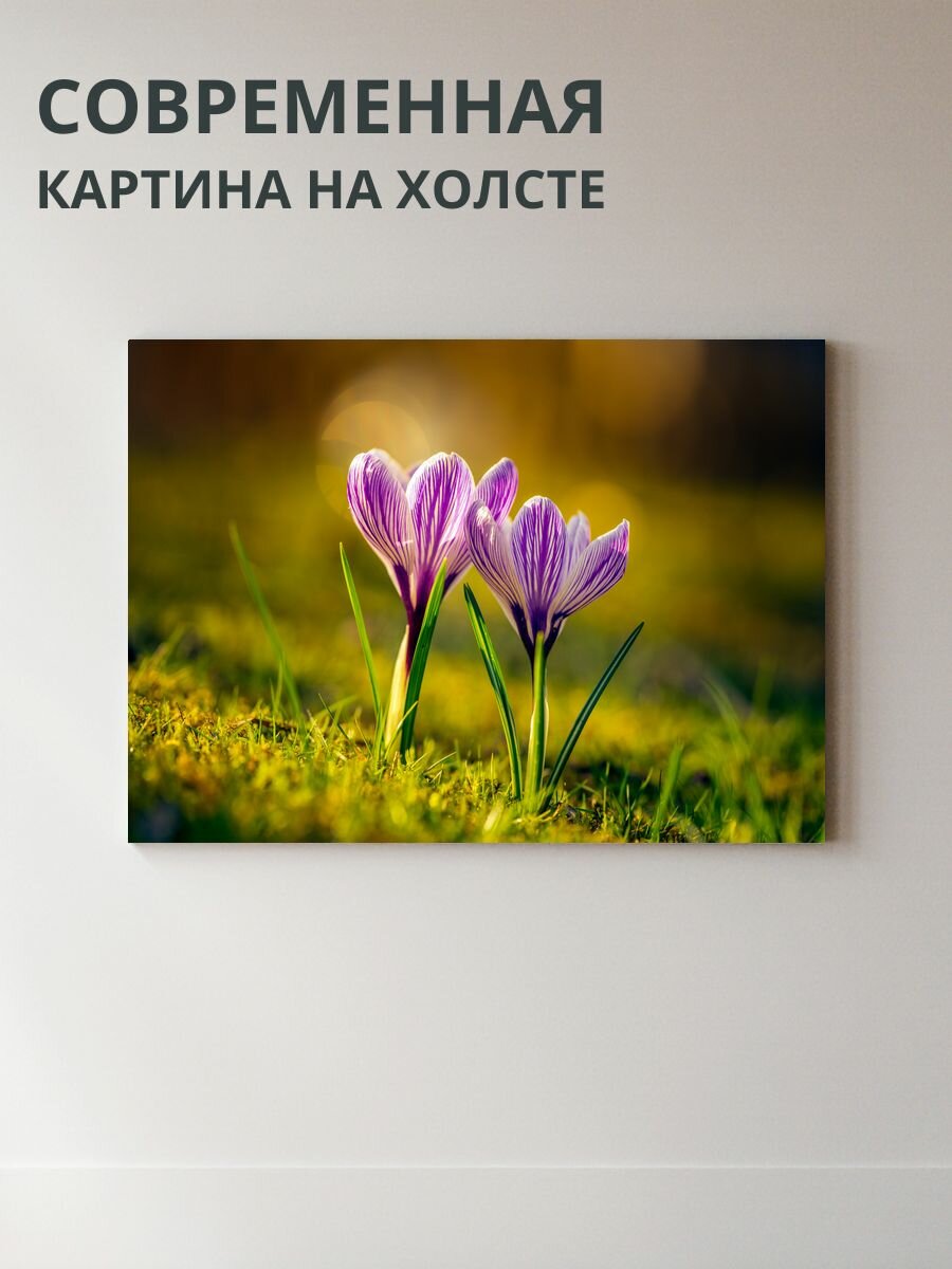 Картина на холсте Крокусы 70x50 см