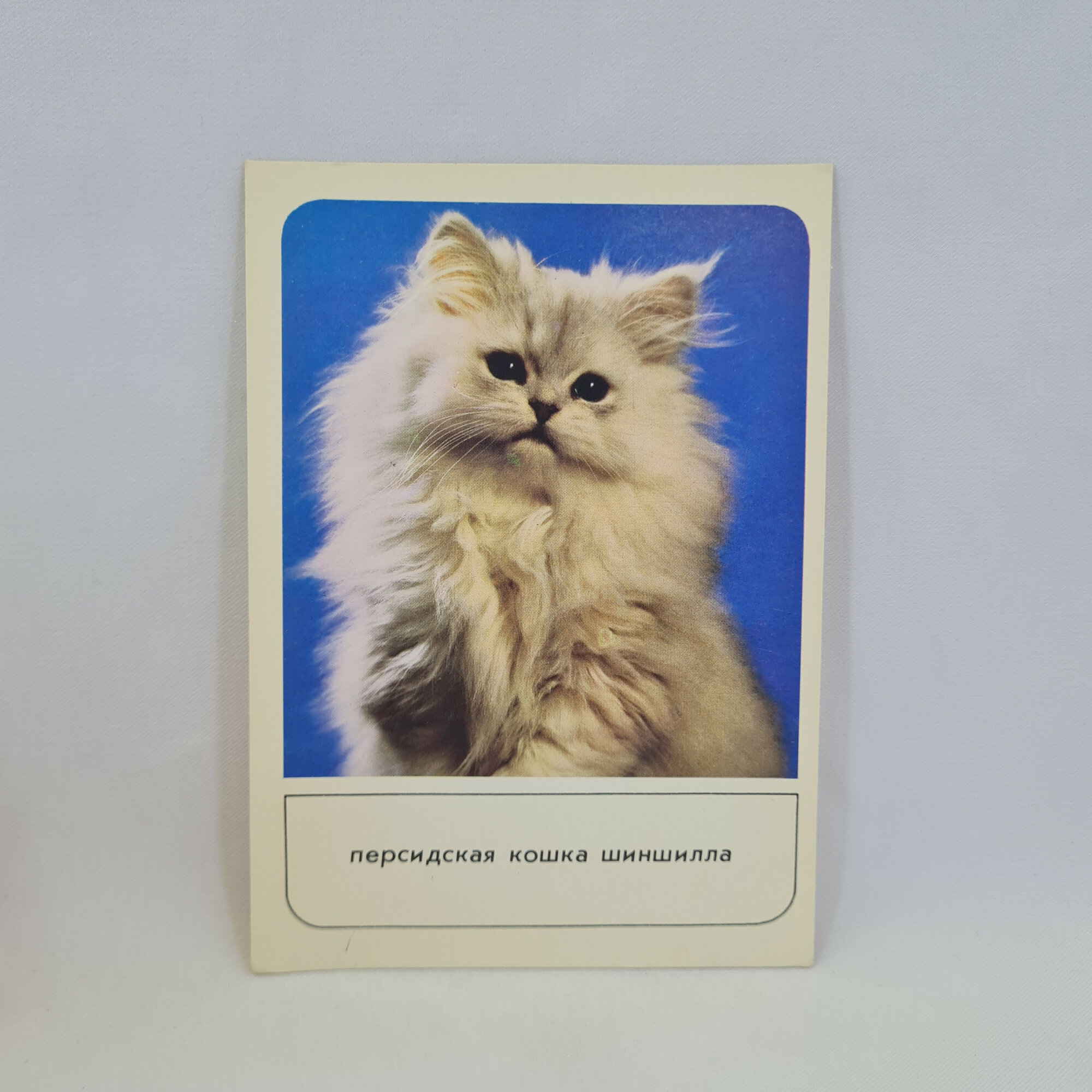 Открытка советская СССР. Персидская кошка шиншилла, домашние животные. Коллекционный винтаж