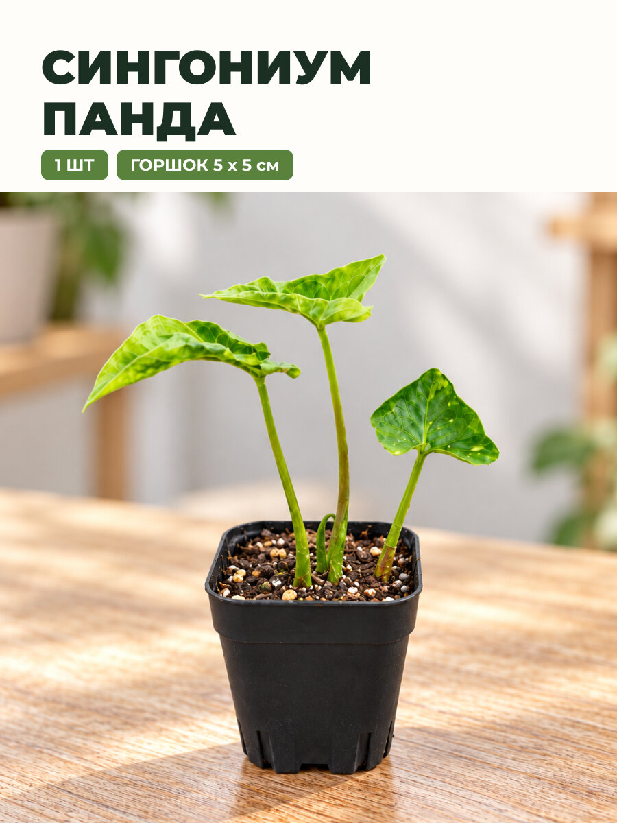 Сингониум сорта Панда, неприхотливое растение, живое растение 1шт.