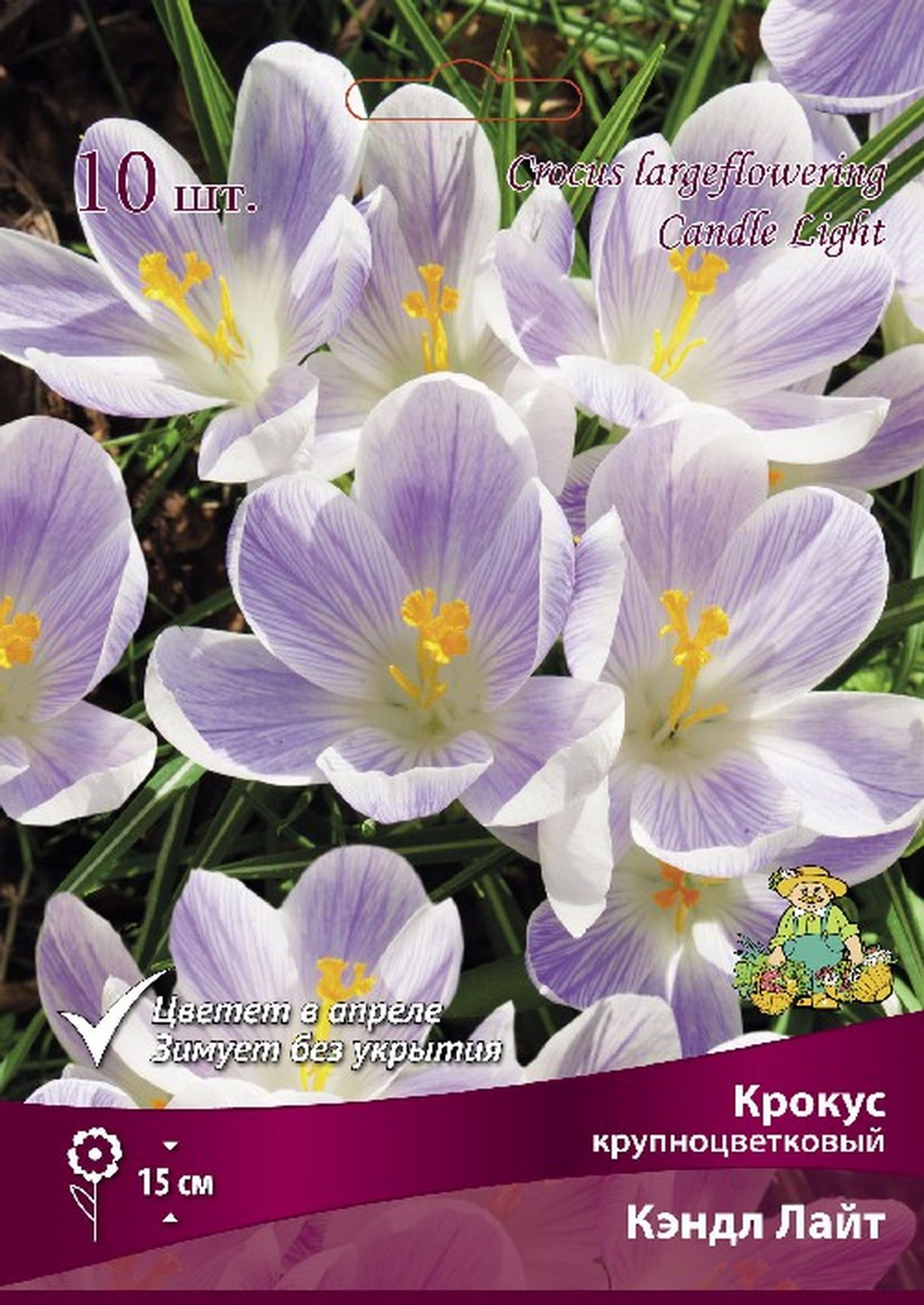 Крокус крупноцветковый Кэндл Лайт, 10шт