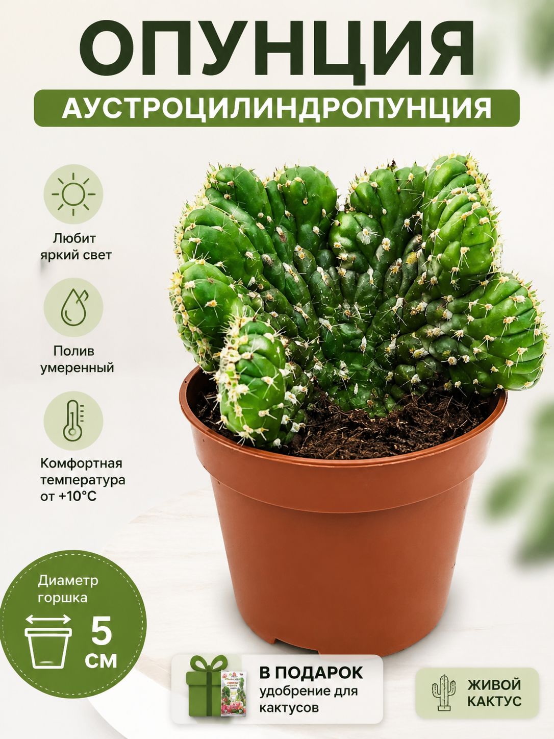 Опунция Аустроцилиндропунция Кристата, кактус живой, D-5 и открытка