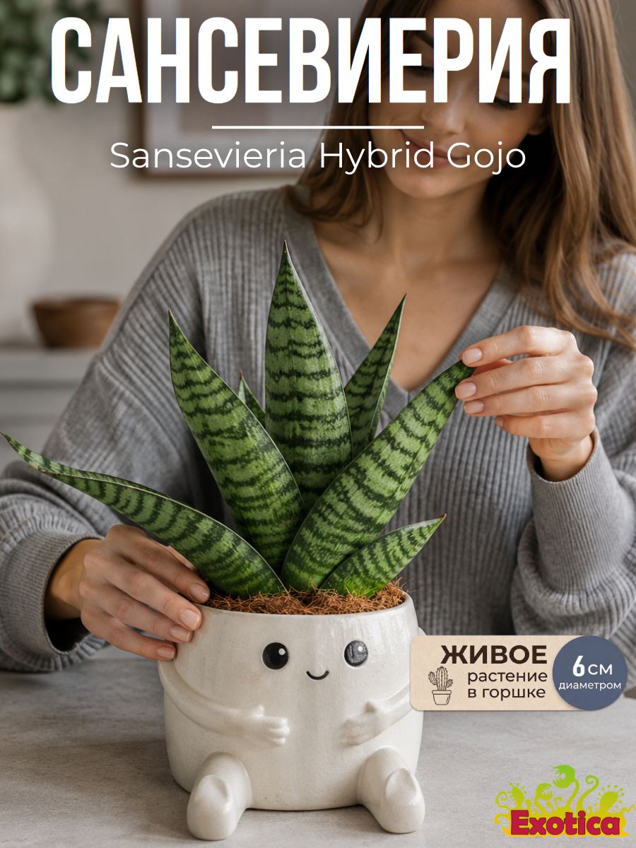 Сансевиерия Годжо (Sansevieria Hybrid Gojo) D6см, живое растение