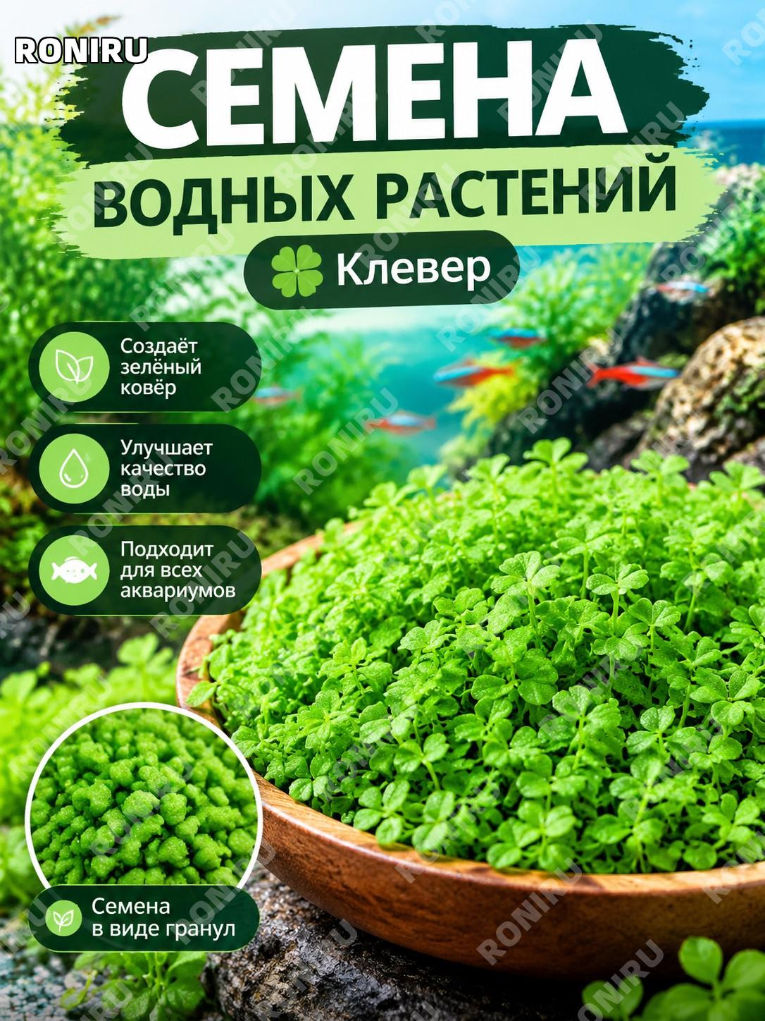 Семена счастливого клевера для аквариума, 1 упаковка около 2888 семян, для начинающего акваскейпа и посадки в грунт