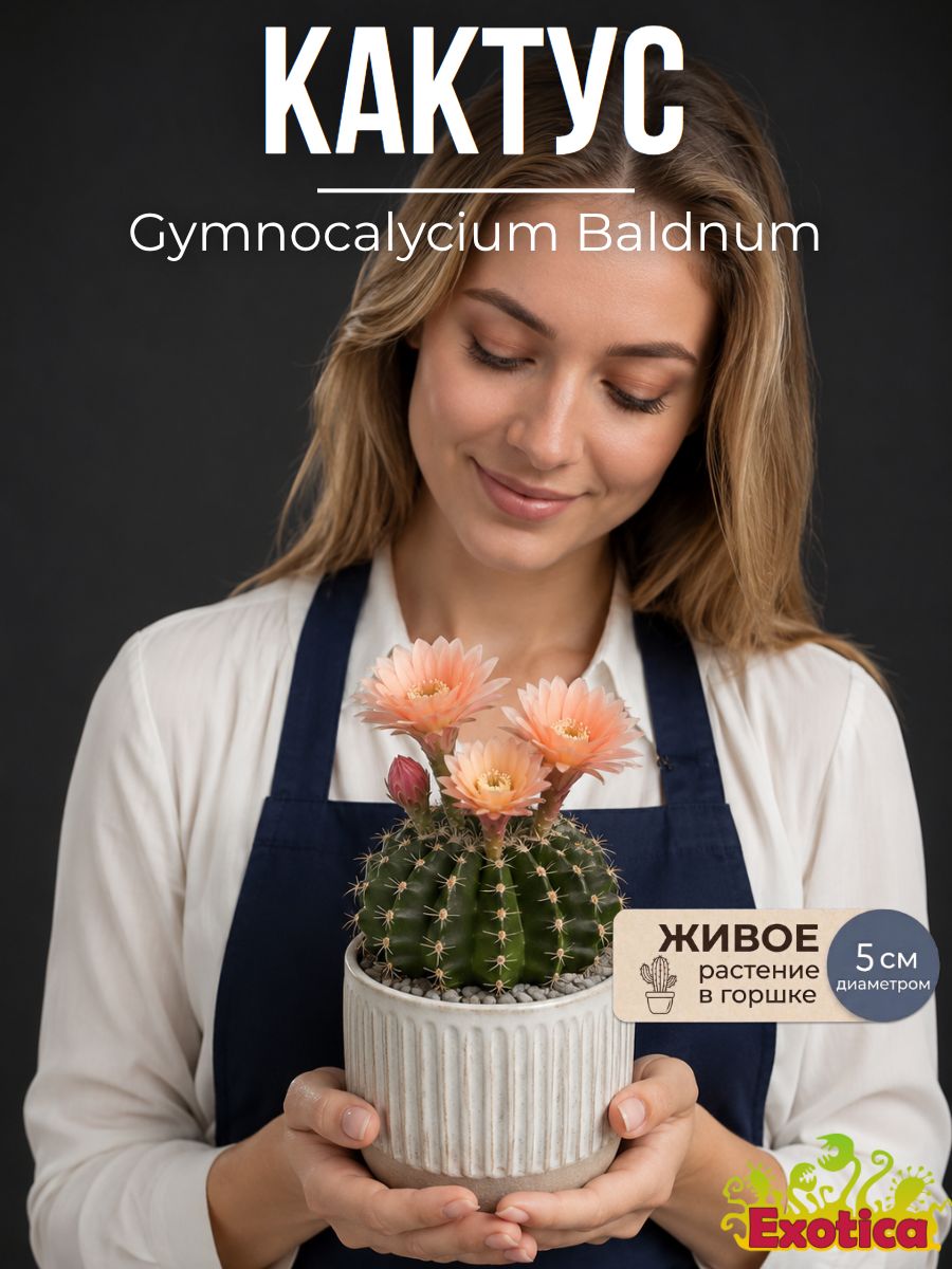 Гимнокалициум Балдианум (Gymnocalycium Baldnum) D5см, комнатное растение