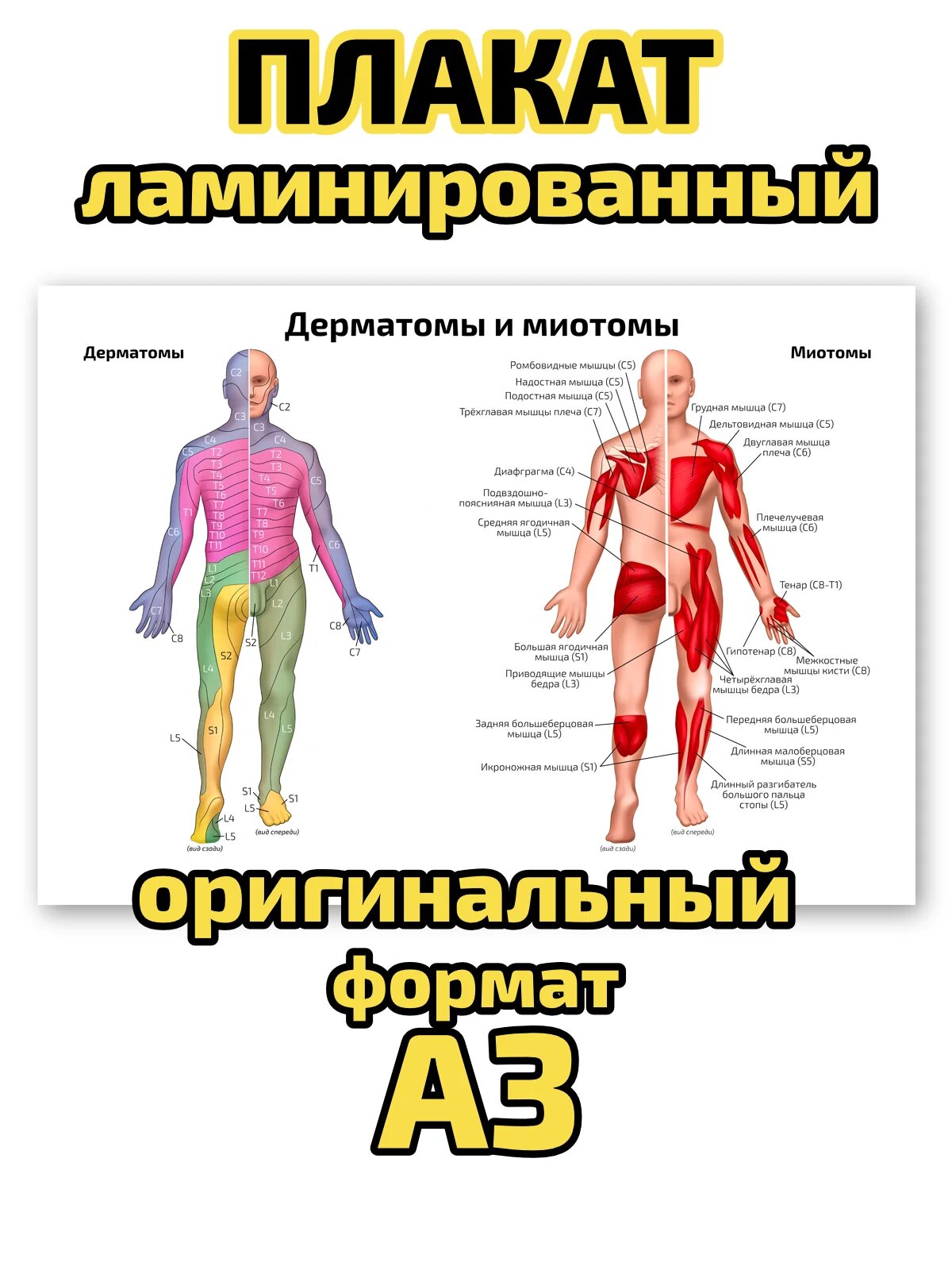 Плакат Квинг "Дерматомы и миотомы", ламинированный, А3, для изучения анатомии и неврологии