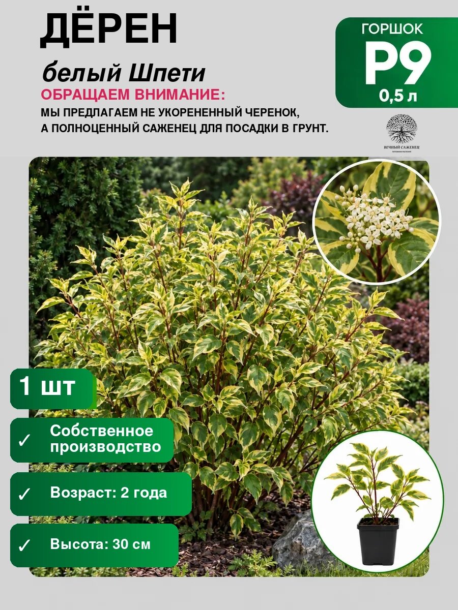 Дёрен белый Шпети, саженец для сада и дачи, декоративное растение для посадки