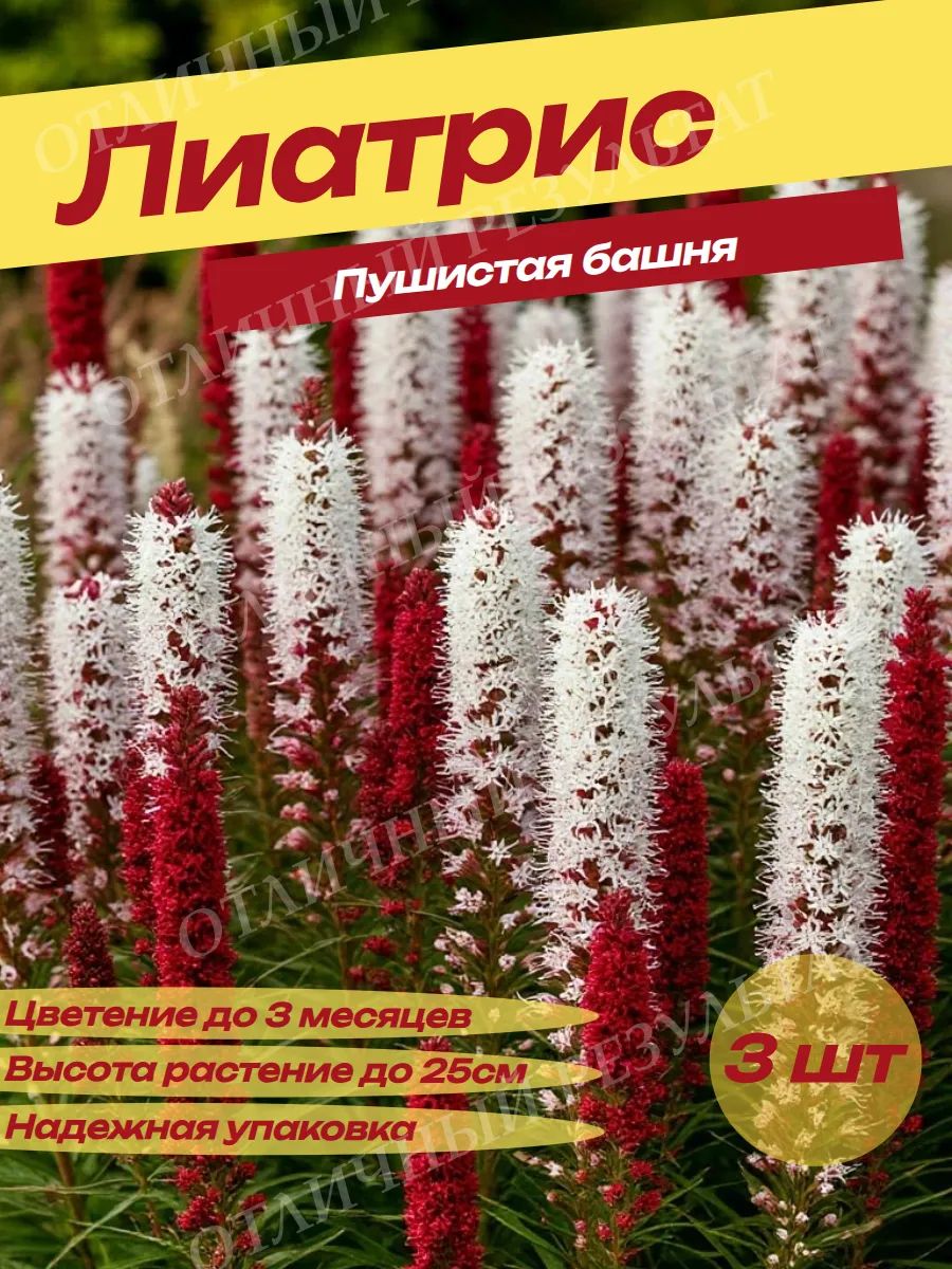 Луковицы Лиатриса Пушистая Башня