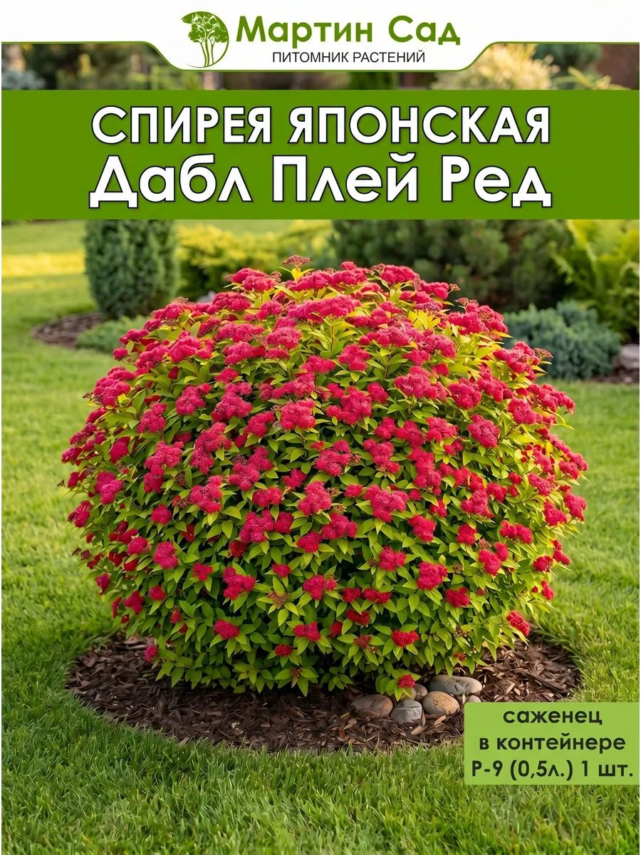 Спирея японская Дабл Плей Ред Р-9