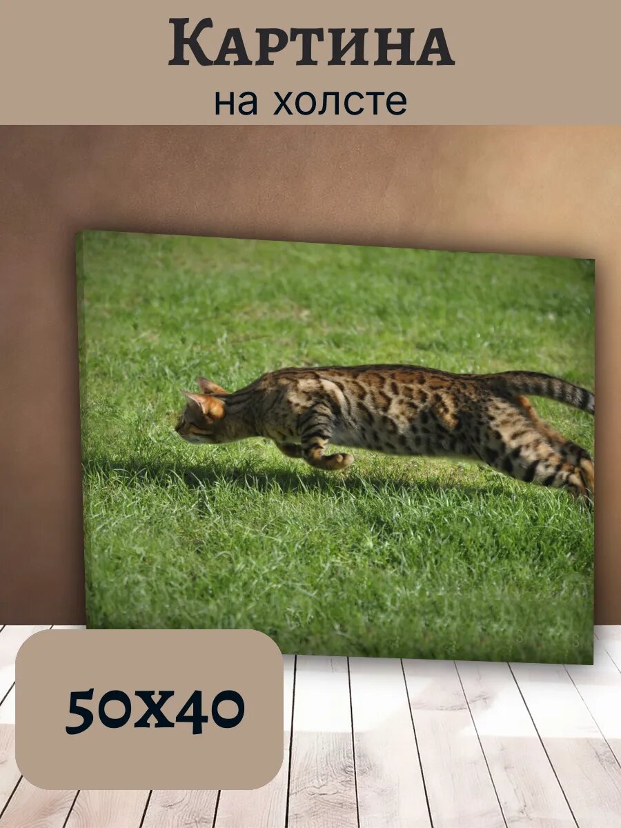 Картина Постер Кот Кошка Cat 40x50 бенгальский кот на траве