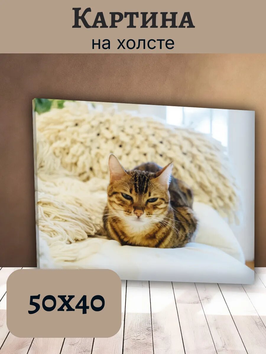 Картина Постер Кот Кошка Cat 40x50 полосатый рыжий кот