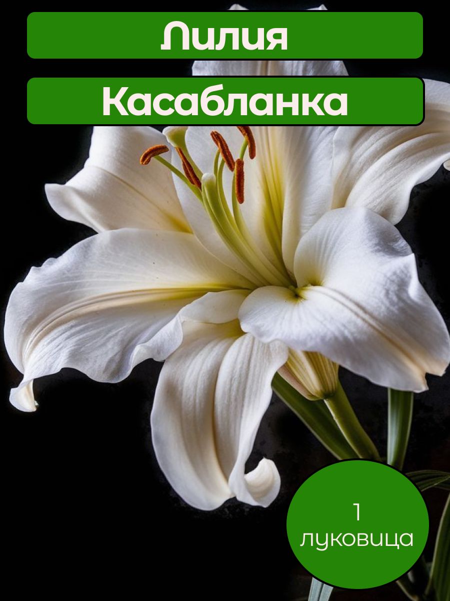 Луковицы Лилии Касабланка 1 шт