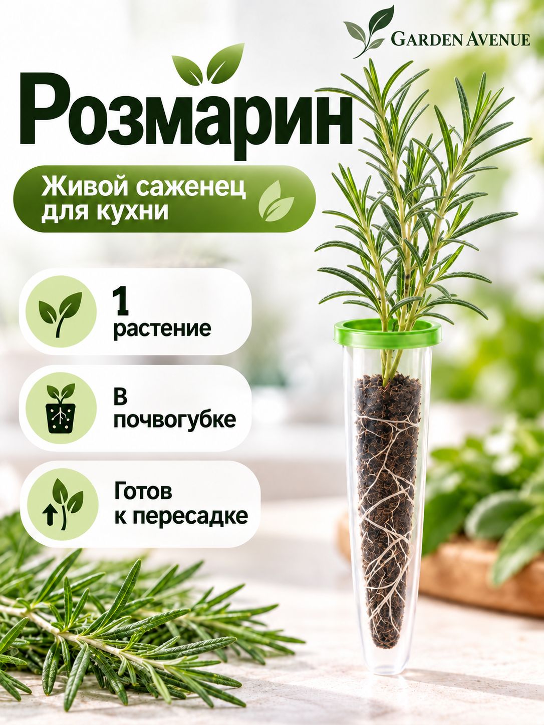 Розмарин живой, саженец для кухни и подоконника, 1 шт.