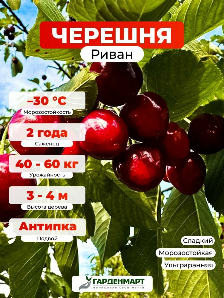 Саженец морозостойкий Черешня для первого урожая Риван ГМ