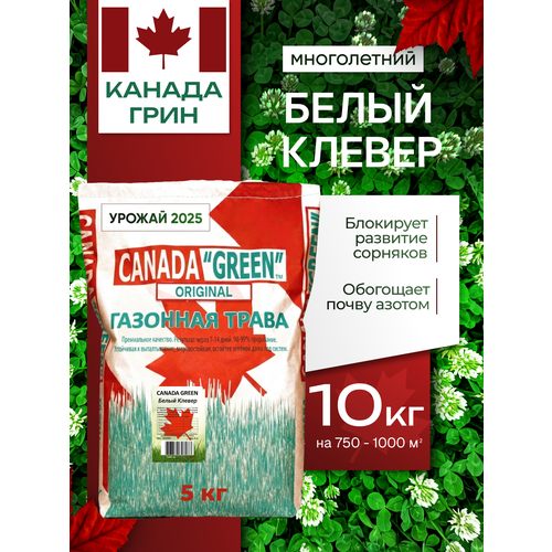 фото Белый клевер семена, ползучий низкорослый 10 кг canada green