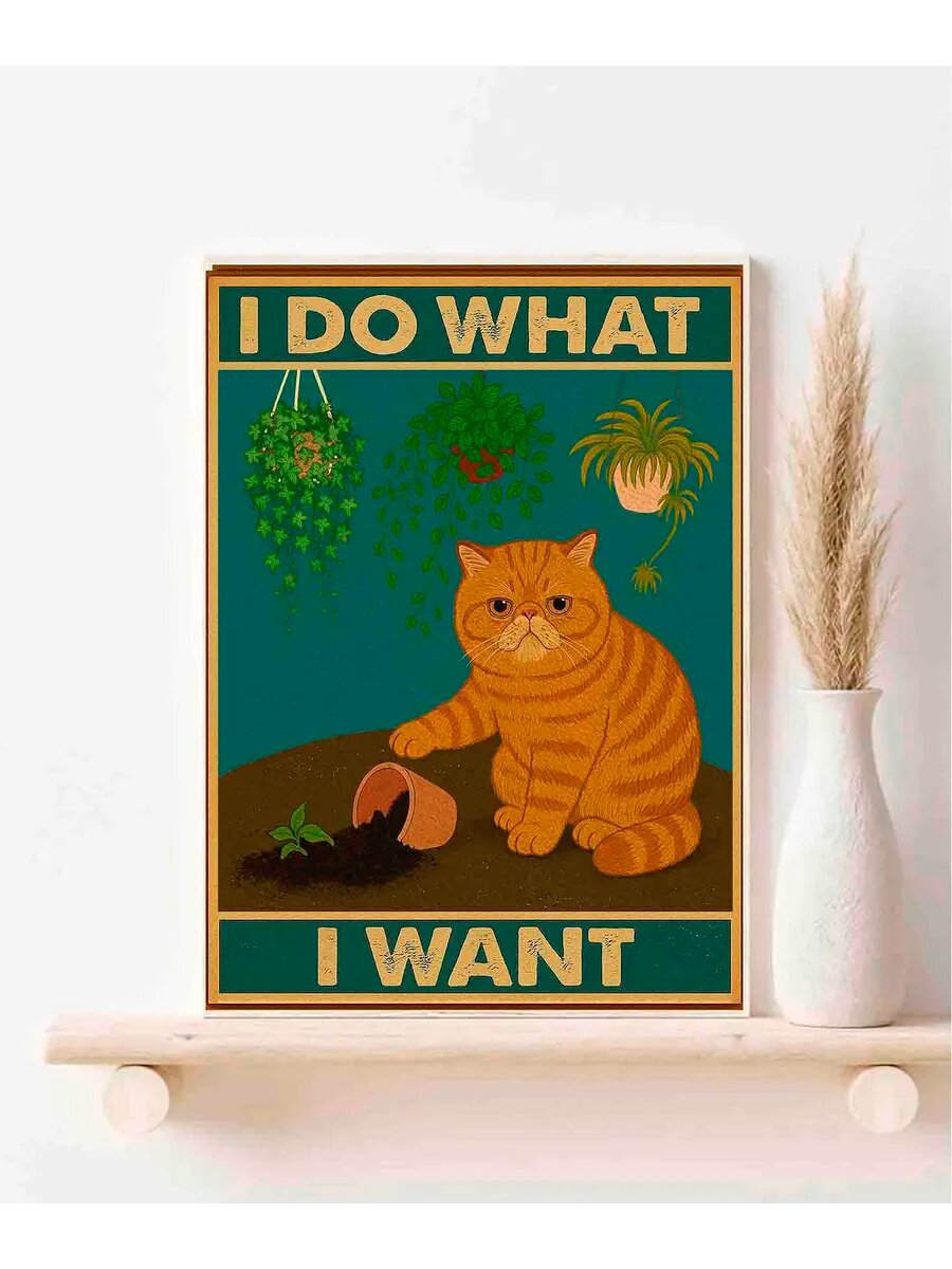 Экзотическая короткошерстная кошка, I Do What I Want, Плака