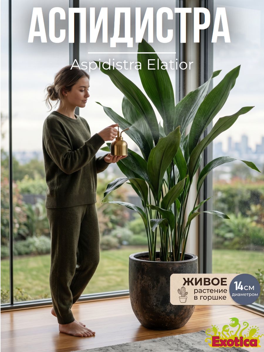 Аспидистра Элатиор (Aspidistra Elatior) D14см, живое растение