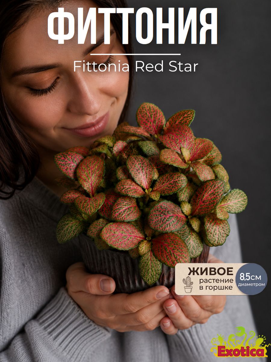 Фиттония Ред Стар (Fittonia Red Star) D8,5см, растение в горшке