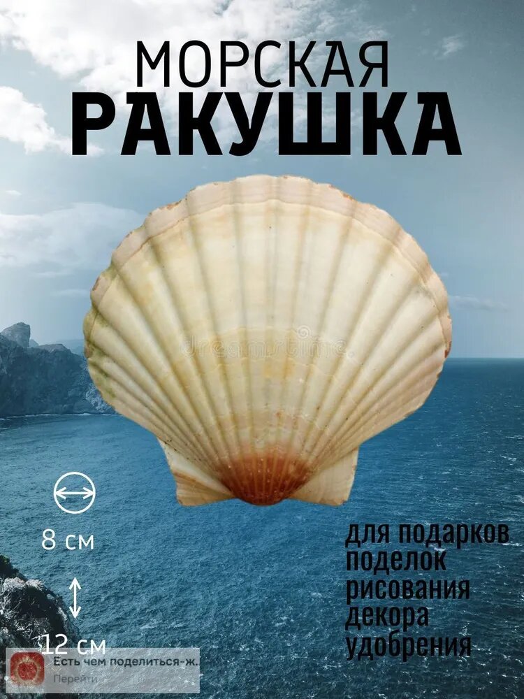 Морская ракушка гребешка 10 шт