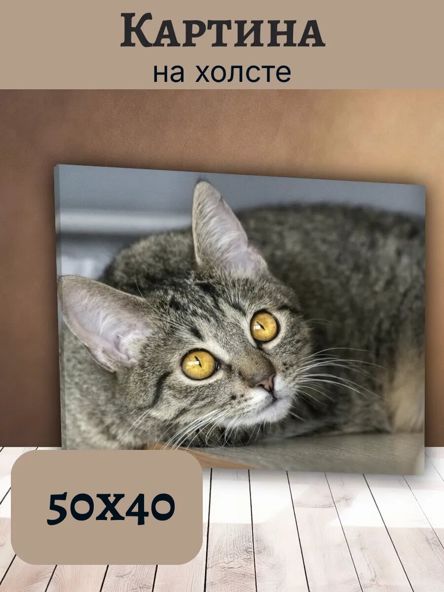 Картина Постер Кот Кошка Cat 40x50 серая полосатая