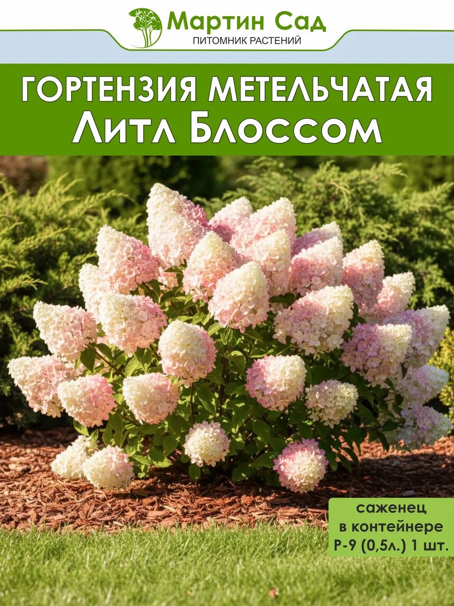 Гортензия метельчатая Литл Блоссом Р-9