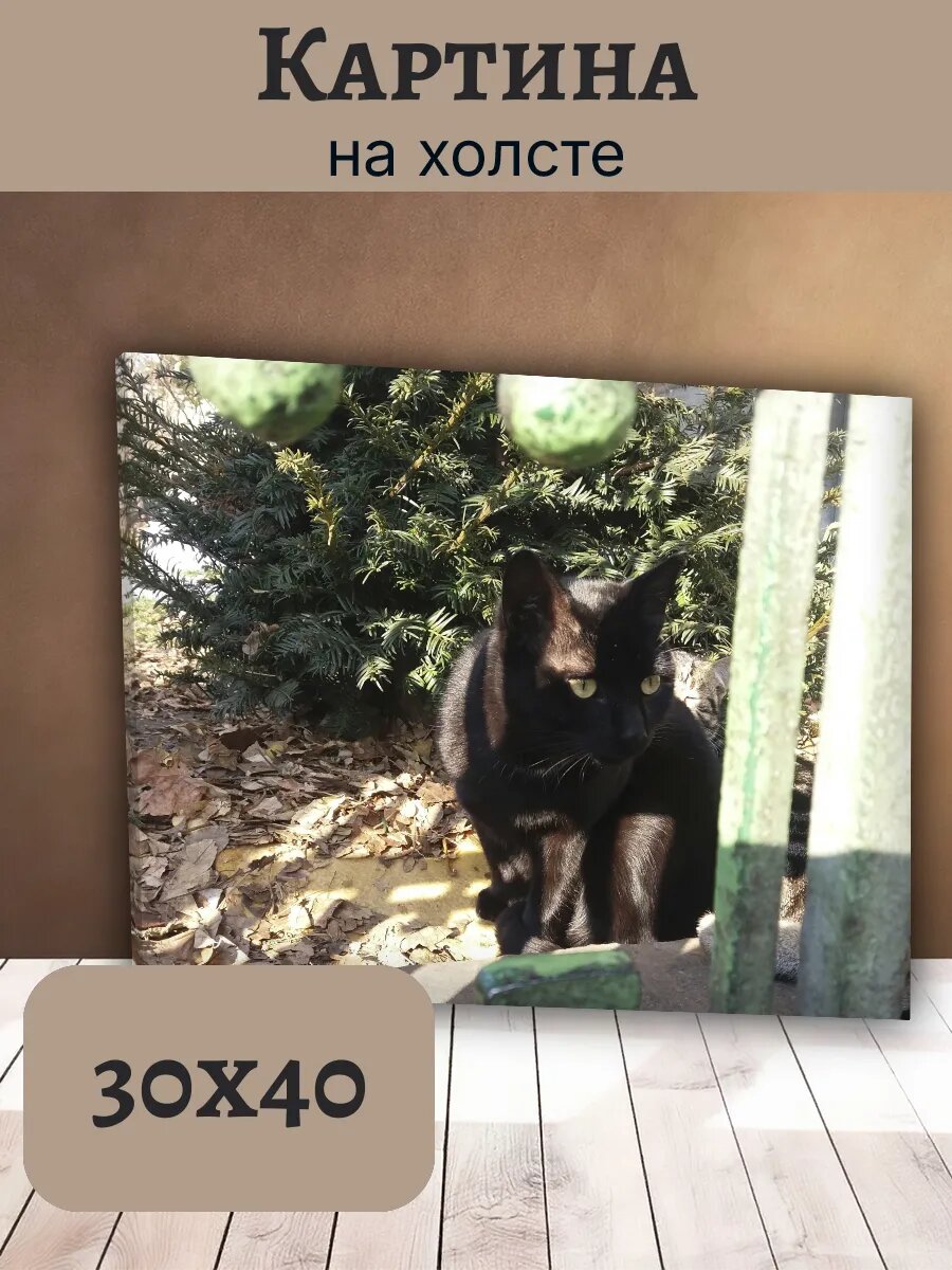 Картина Кот Кошка Cat 30x40 черный кот на фоне зелени