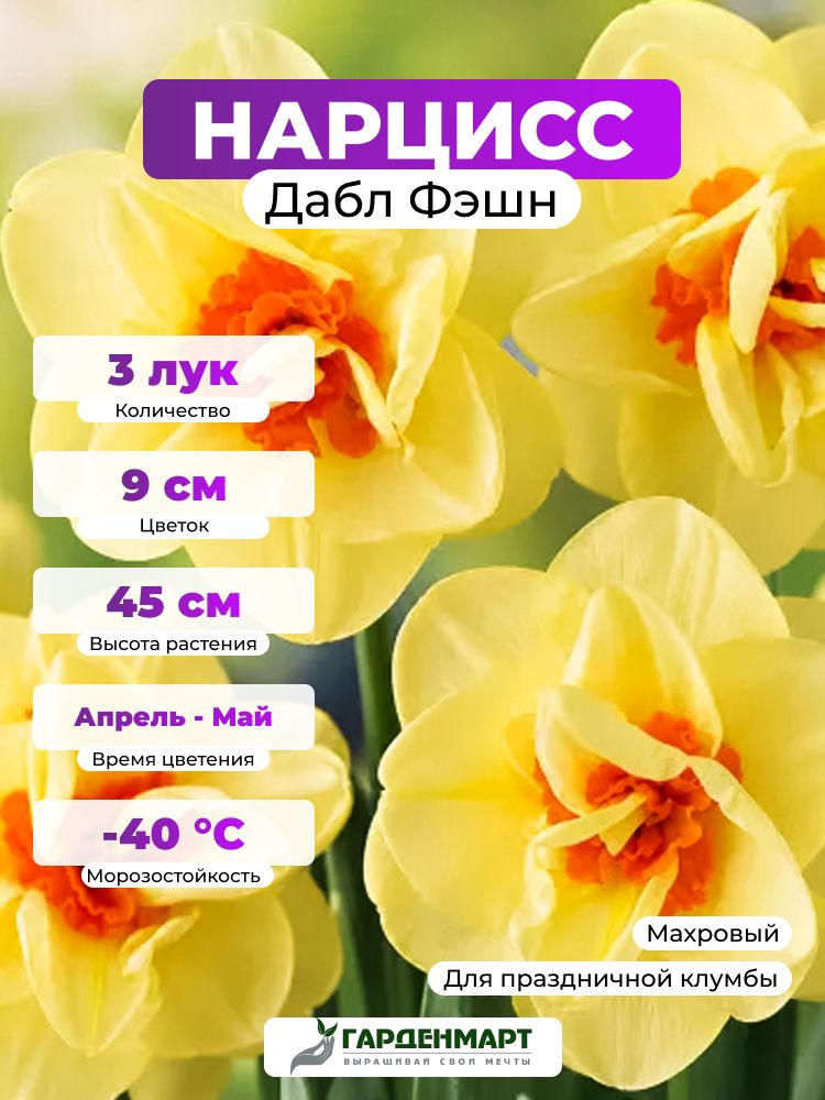 Нарцисс махровый Дабл Фэшн, 3 лук