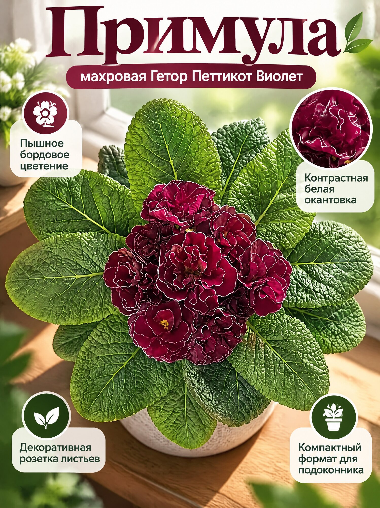 Примула махровая Гетор Петтикот Виолет