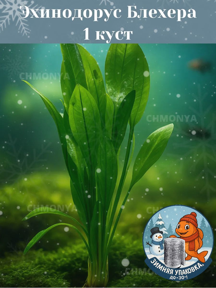 Аквариумное растение Эхинодорус Блехера (Echinodorus Bleheri) , живое аквариумное растение