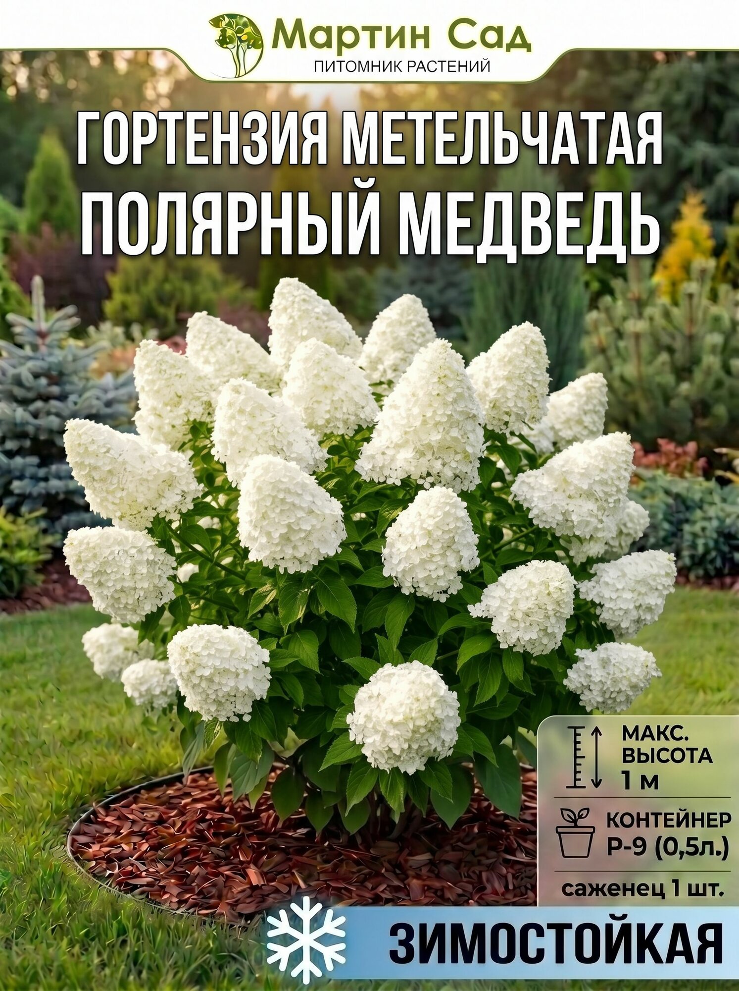 Гортензия метельчатая Полярный медведь P-9
