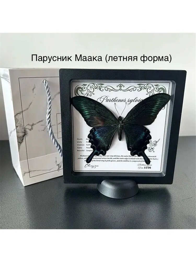 Коллекционная бабочка в рамке, экспонат для энтомологической коллекции и декора интерьера