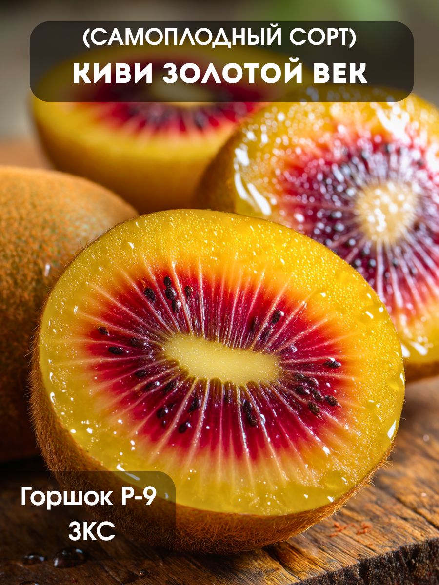 Киви Золотой Век (самоплодное растение)