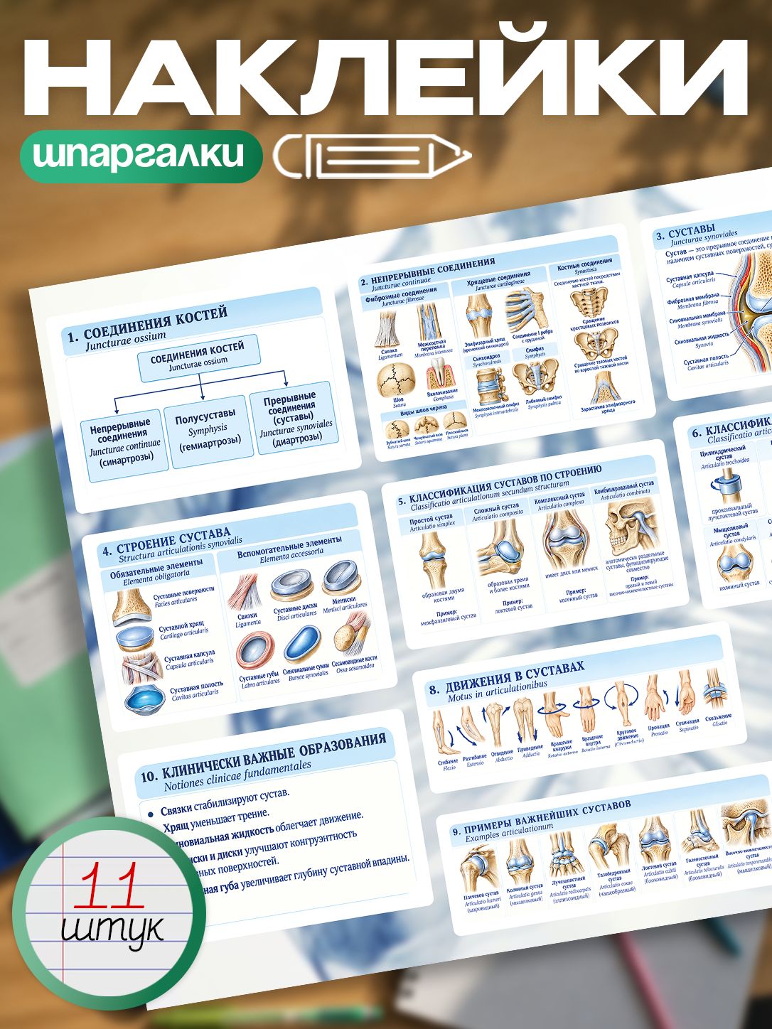 Стикерпак набор наклеек "шпаргалки медицинские кости человека, суставы"