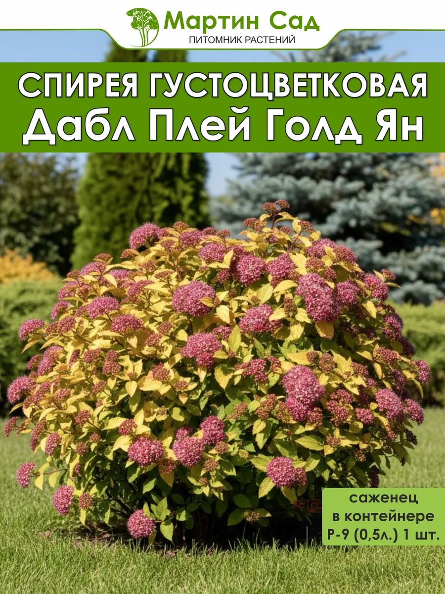 Спирея густоцветковая японская Дабл Плэй Голд Ян Р-9