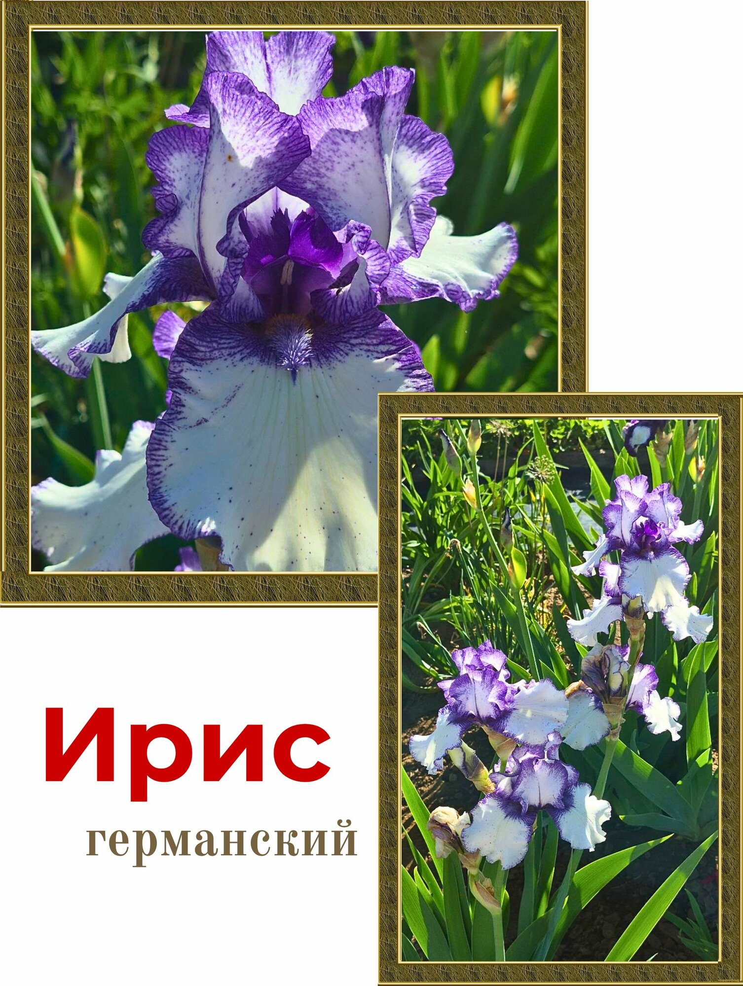 Ирис германский бородатый